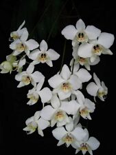 Rare phalaenopsis aphrodite for sale  HALSTEAD