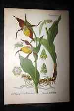 Thome 1903 botanical for sale  UK