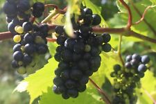 Weinrebe heidelbeere fruchtet gebraucht kaufen  Moormerland