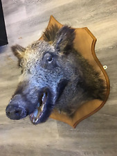 Taxidermy wild boar for sale  WINCHESTER