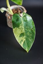 Philodendron emerald queen gebraucht kaufen  Köln-Urbach