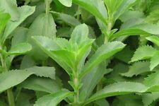Stevia sweet leaf for sale  WORKSOP