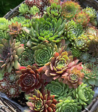 10 Brightest Most Colorful Sempervivum And Sedum Succulent Rooted Garden Plants for sale  KING'S LYNN