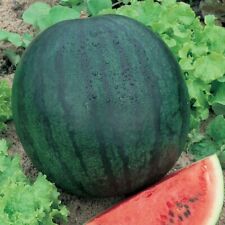 Sugar baby watermelon for sale  Fallbrook