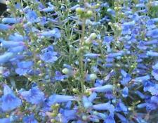 Penstemon electric blue for sale  Shipping to Ireland