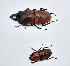 Prosopocoilus ccipitalis pair gebraucht kaufen  Wadern