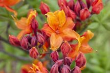 Rhododendron luteum sunny gebraucht kaufen  Westerstede