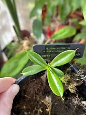 Nepenthes merrilliana aristolo for sale  DUNFERMLINE