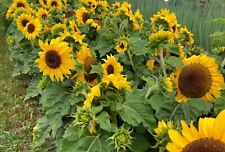 Dwarf sunflower plug for sale  TIVERTON