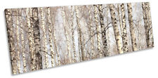 Forest birch trees for sale  UK