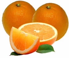 Washington navel orange for sale  Wadsworth