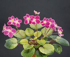 Mac's Scorching Sun 2 Leaves/2 Leaves African Violet Usambara Violet, used for sale  Shipping to South Africa