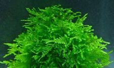 Lush java moss for sale  Shipping to Ireland