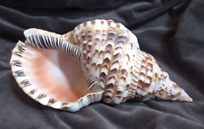 Large Triton Charonia Tritonis Trumpet Sea Shell 10.25" Very Good Condition for sale  Shipping to South Africa