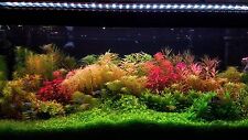 Live aquarium plants for sale  Stockton