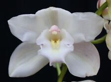 Orchids cymbidium sussex for sale  Walnut