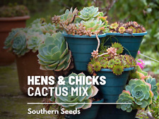 Hens chicks cactus for sale  Wesley Chapel