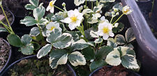Strawberry variegated fragaria for sale  Shipping to Ireland