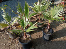 Mexican fan palm for sale  San Diego