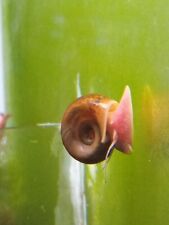 Escargots aquarium 150 d'occasion  Arcachon