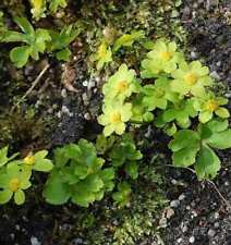 Goldteller hacquetia epipactis gebraucht kaufen  Bad Zwischenahn