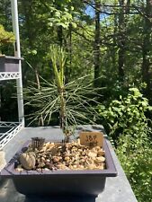 Japanese black pine for sale  Sylva