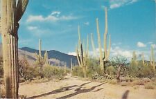 Used, Cactus Landscape - Desert  - 1934 for sale  Shipping to South Africa