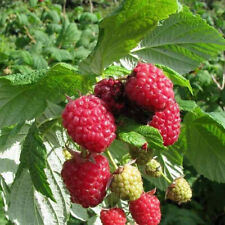 Rubus idaeus autumn d'occasion  Pouzauges