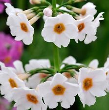 Primula japonica plug for sale  LONDON