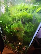 Aquarium moss for sale  Canon