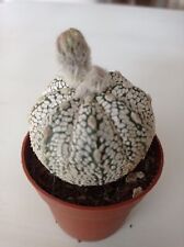 Astrophytum superkabuto collec for sale  Shipping to United Kingdom
