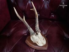 Antique mounted deer for sale  BLANDFORD FORUM