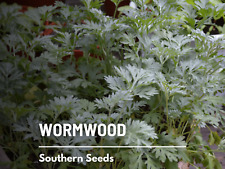 Wormwood medicinal herb for sale  Frisco