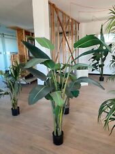 Strelitzia 220 real usato  Italia