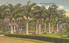Florida royal palm for sale  Brooklyn