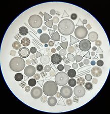 Fine antique diatom for sale  Shipping to Ireland