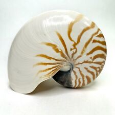 Nautilus macromphalus seashell for sale  Palm Springs