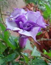 Double purple datura for sale  Shipping to Ireland