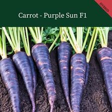 Carrot purple sun for sale  SALISBURY