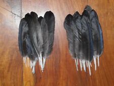 Small crow wing for sale  ABERDEEN