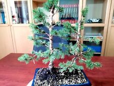 bonsai abete usato  Baronissi