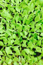 Kopfsalat jungpflanzen 10er gebraucht kaufen  Obrighoven