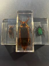 Käfer insekt präparat gebraucht kaufen  Chemnitz