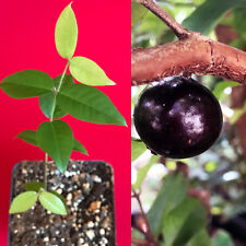 Red hybrid jaboticaba for sale  Jupiter