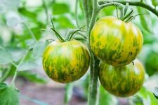 Graines tomate zebra d'occasion  Clermont-Ferrand-