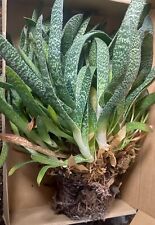 succulent house plants for sale  MANSFIELD