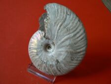 Ammonite nacree albien d'occasion  Pavilly
