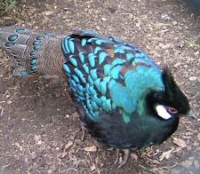 Mountain peacock pheasant for sale  Summerland Key