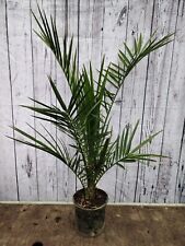 Phoenix canariensis canary for sale  HARLOW