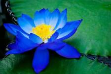 Bright blue lotus for sale  Ravensdale